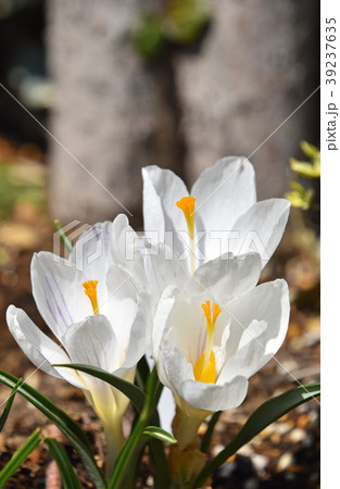 クロッカス（花サフラン） 39237635