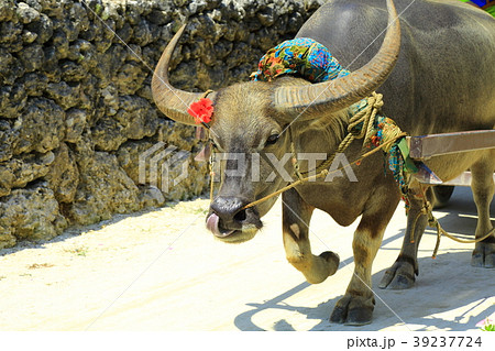 竹富島　水牛車観光とブーゲンビリア咲く白砂の道 39237724