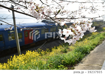 桜と菜の花 39237935