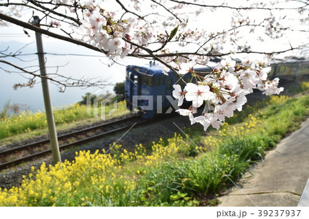 桜と菜の花 39237937