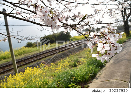 桜と菜の花 桜と菜の花 39237939