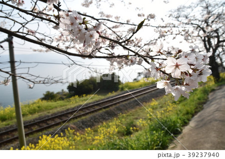 桜と菜の花 39237940