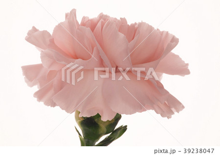 母の日 マザーズデー マザーズデイ 39238047