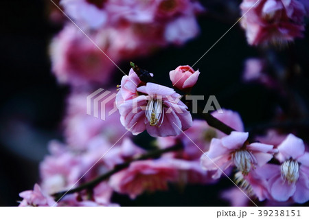 梅の花、ピンク、福泉寺、 梅の花、ピンク、福泉寺、 39238151