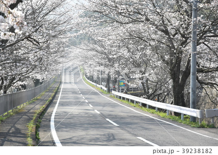 桜街道 桜街道 39238182