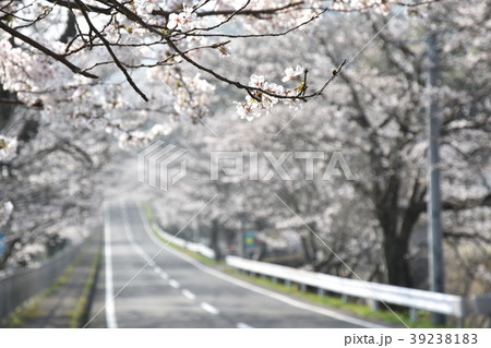 桜街道 桜街道 39238183