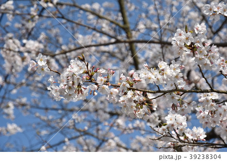 桜 桜 39238304