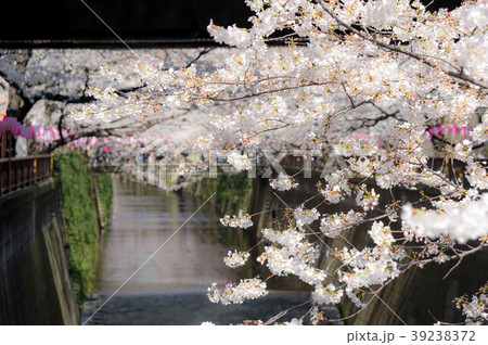 満開の桜 満開の桜 39238372
