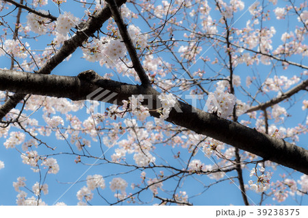 満開の桜 満開の桜 39238375