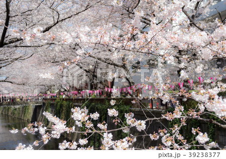 満開の桜 満開の桜 39238377