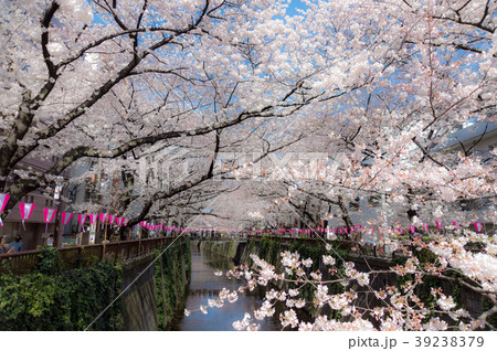 満開の桜 満開の桜 39238379