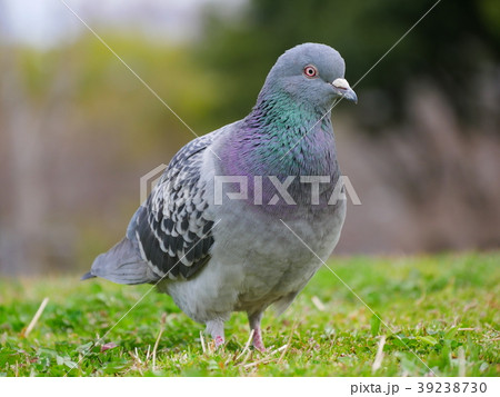 公園の鳩の写真素材