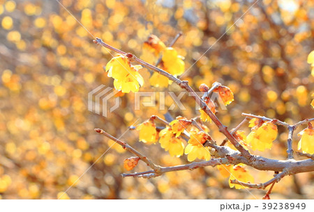 ロウバイ 39238949