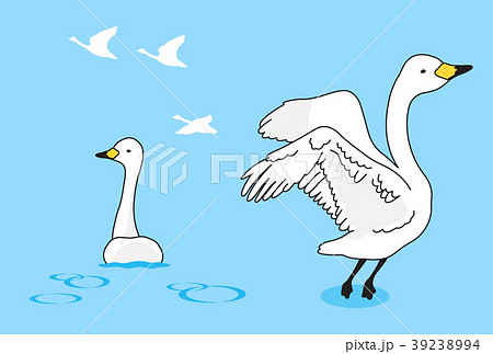 白鳥のイラスト素材