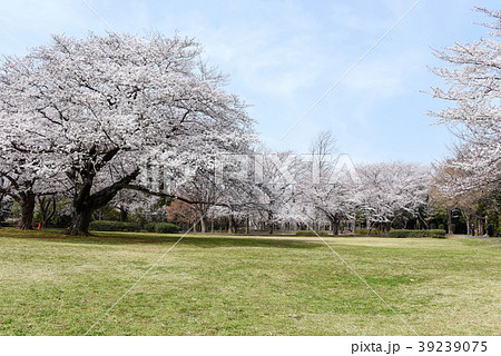 大庭城址公園 39239075