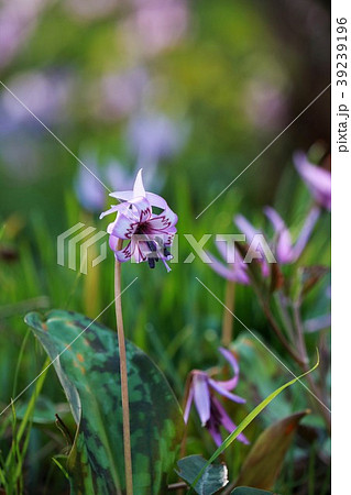カタクリの花 カタクリの花 39239196