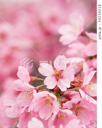 サクラの花 サクラの花 39239318