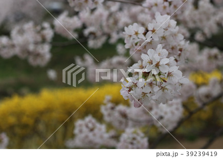 満開の藤田川ふれあい桜 39239419