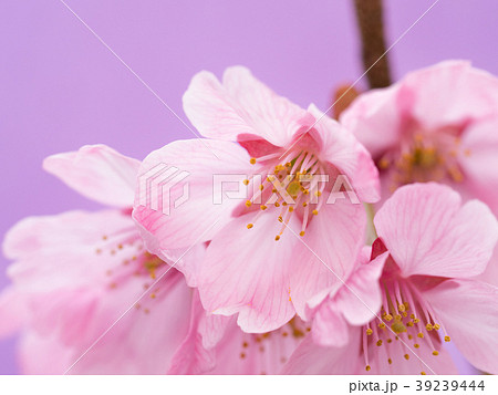 サクラの花 39239444