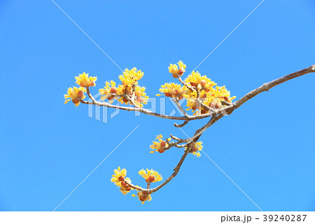 サンシュの花 39240287