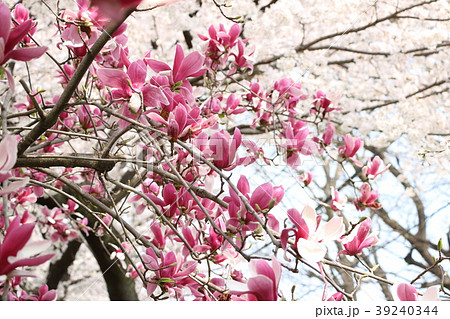 木蓮と満開の桜 木蓮と満開の桜 39240344