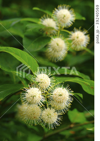 タマガサノキ タマガサノキ 39240569