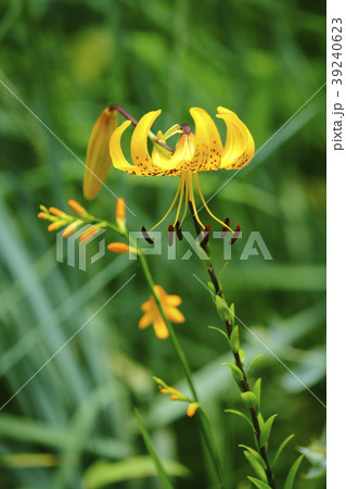 小鬼百合 小鬼百合 39240623