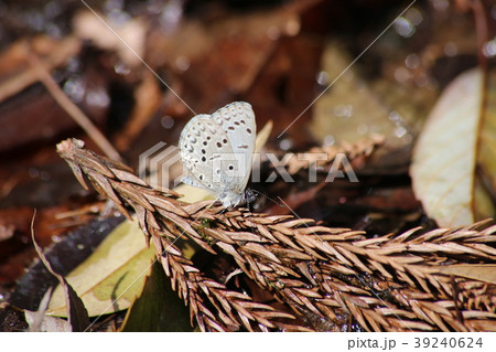 スギタニルリシジミ 39240624