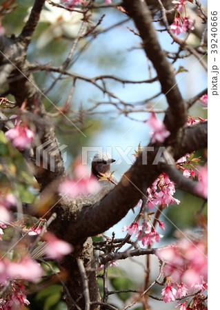 桃の木から顔を出すヒヨドリ 桃の木から顔を出すヒヨドリ 39240666