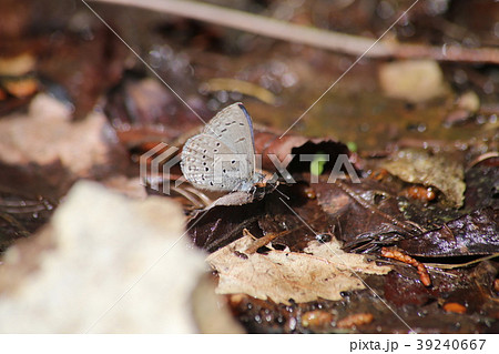 スギタニルリシジミ 39240667