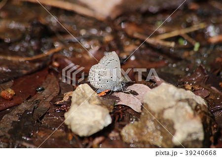 スギタニルリシジミ スギタニルリシジミ 39240668