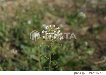 ナズナ ぺんぺん草 ナズナ ぺんぺん草 39240742
