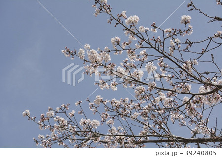 桜/cherry blossoms 桜/cherry blossoms 39240805
