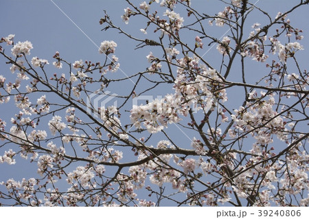 桜/cherry blossoms 桜/cherry blossoms 39240806