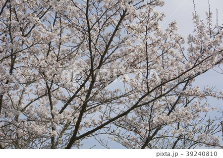 桜/cherry blossoms 桜/cherry blossoms 39240810