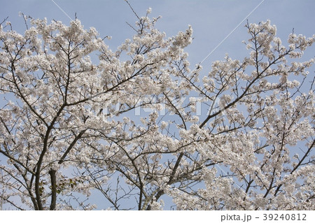 桜/cherry blossoms 桜/cherry blossoms 39240812