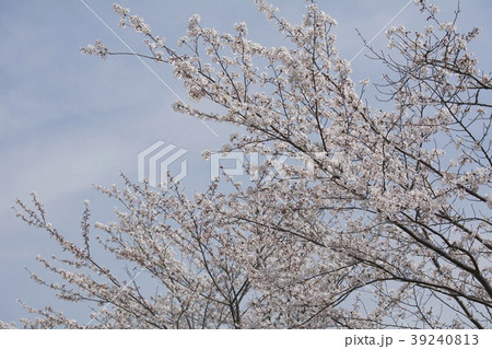 桜/cherry blossoms 桜/cherry blossoms 39240813