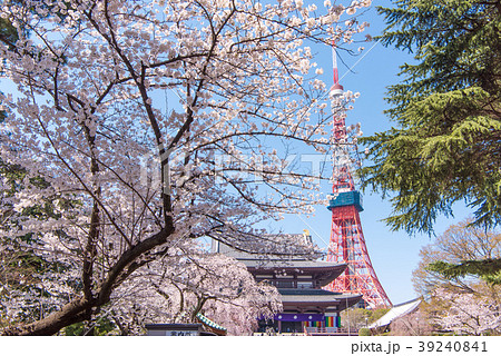 増上寺の桜 東京タワーの写真素材