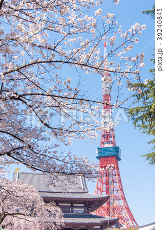増上寺の桜　東京タワー 39240845
