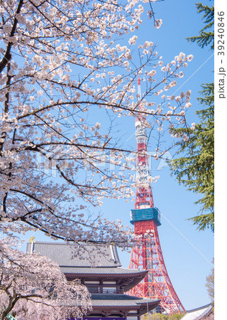 増上寺の桜 東京タワーの写真素材