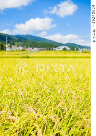 秋の稲 （９月） 39240924