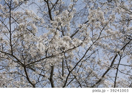桜/cherry blossoms 桜/cherry blossoms 39241003
