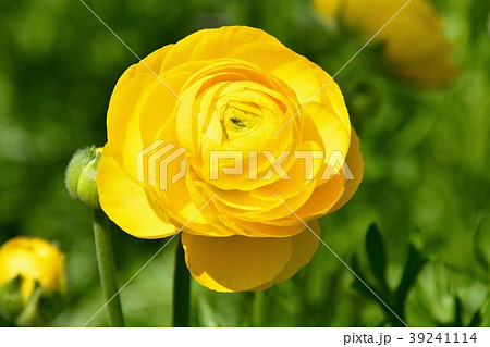 ラナンキュラス 39241114