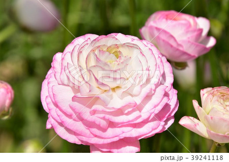 ラナンキュラス 39241118