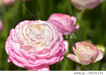 ラナンキュラス 39241145