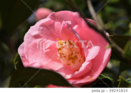 ツバキ(花富貴) ツバキ(花富貴) 39241814