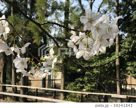 桜の花びら 39241843