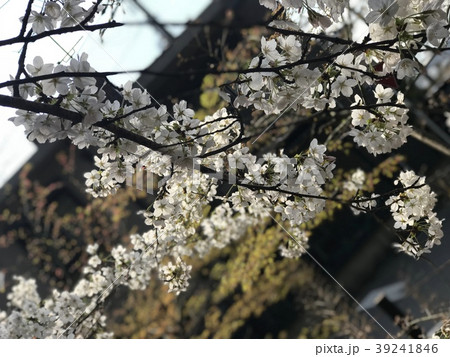 陽射しあびて 39241846