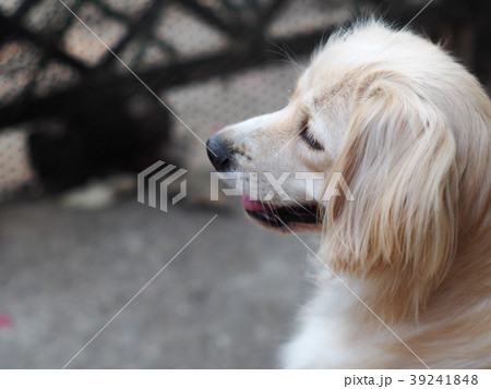 cute lovely white long hair handsome young dog 39241848