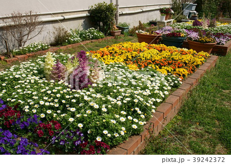 春の花壇 冬の花壇 春の花壇 冬の花壇 39242372